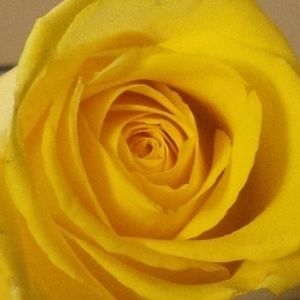 Meet your Posher, Michaelanne